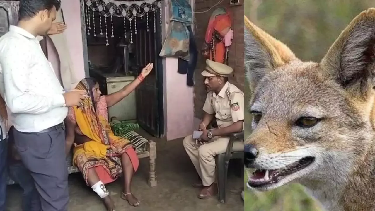भेड़िए के बाद अब आदमखोर बना सियार! हरदोई में 2 लोगों पर हमला