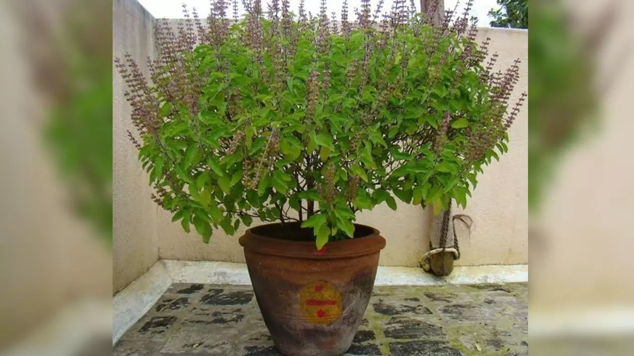 तुलसी एक गुण अनेक, इन बीमारियों में है फायदेमंद