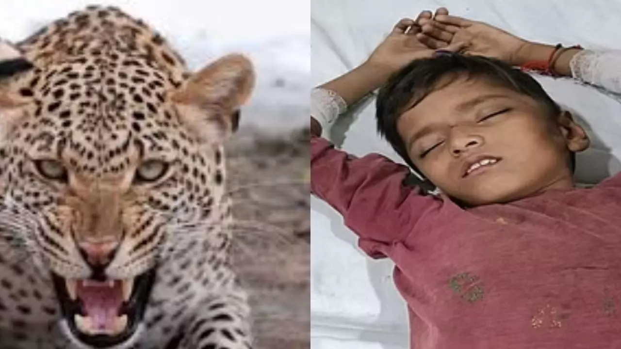तेंदुए के जबड़े में था छोटा भाई, बड़े ने डंडा उठाया और फिर...