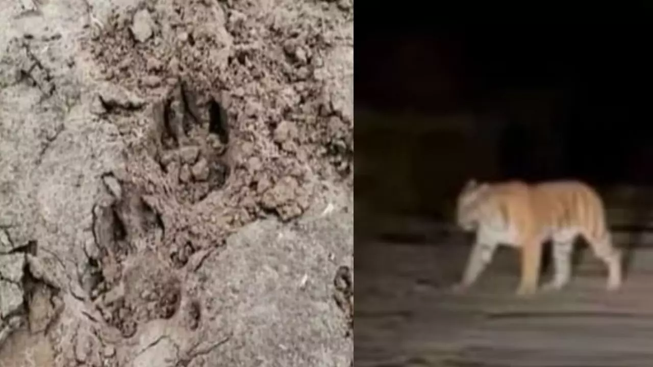 एक महीने बाद अलवर लौटा टाइगर एसटी 2303, जखोपुर में हुआ स्पॉट एक महीने बाद अलवर लौटा टाइगर एसटी 2303, जखोपुर में हुआ स्पॉट