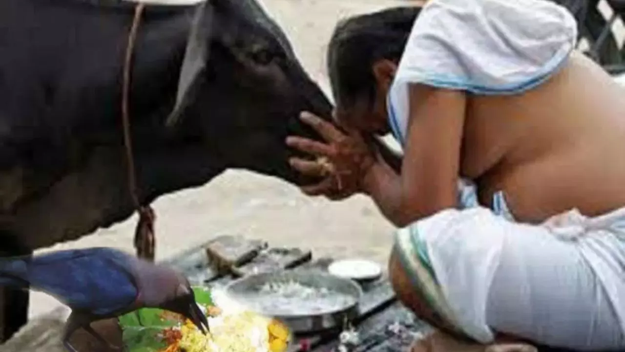 पितरों के निमित्त गाय-कौवा और कुत्ते को ही क्यों खिलाया जाता है भोजन?