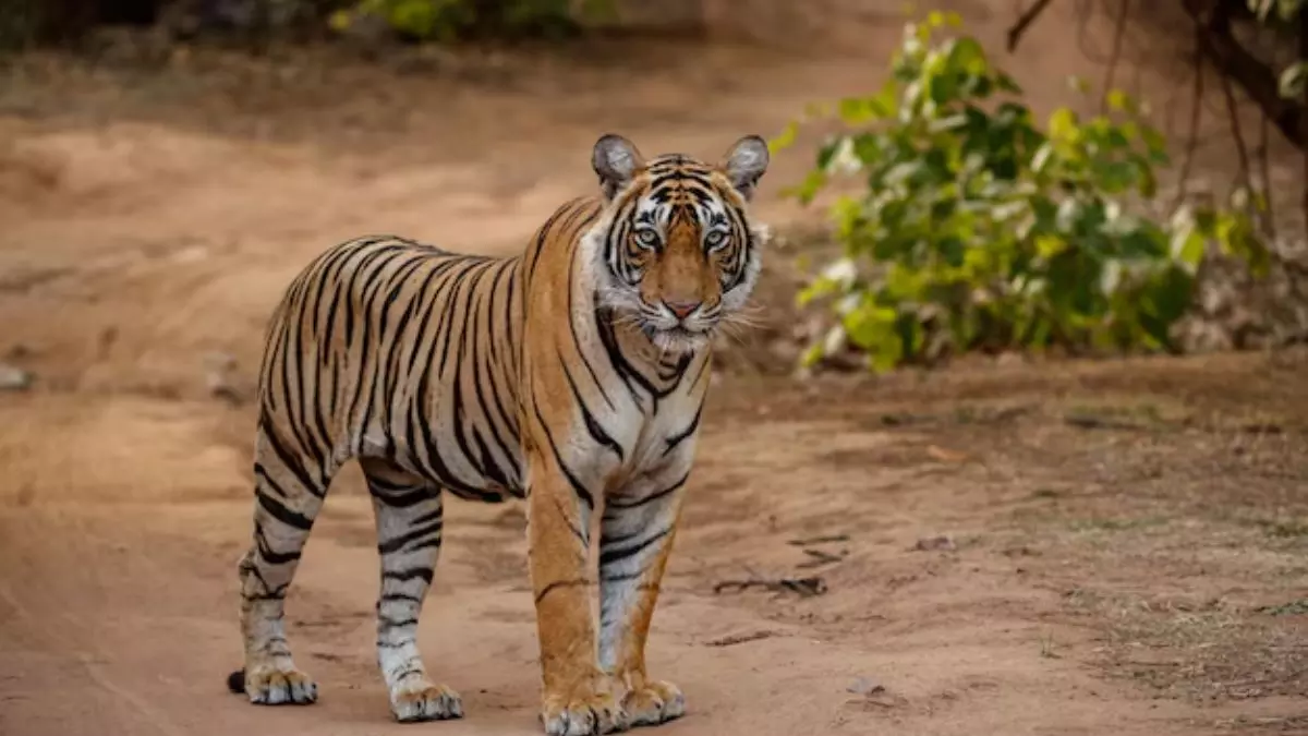 पौड़ी गढ़वाल में दिखा बाघ, जिला प्रशासन ने 9 स्कूलों को बंद करने के दिए आदेश
