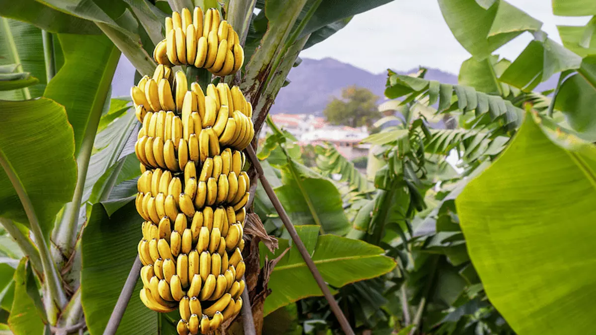 इतनी बीमारियों की छुट्टी कर सकता है कच्चा केला
