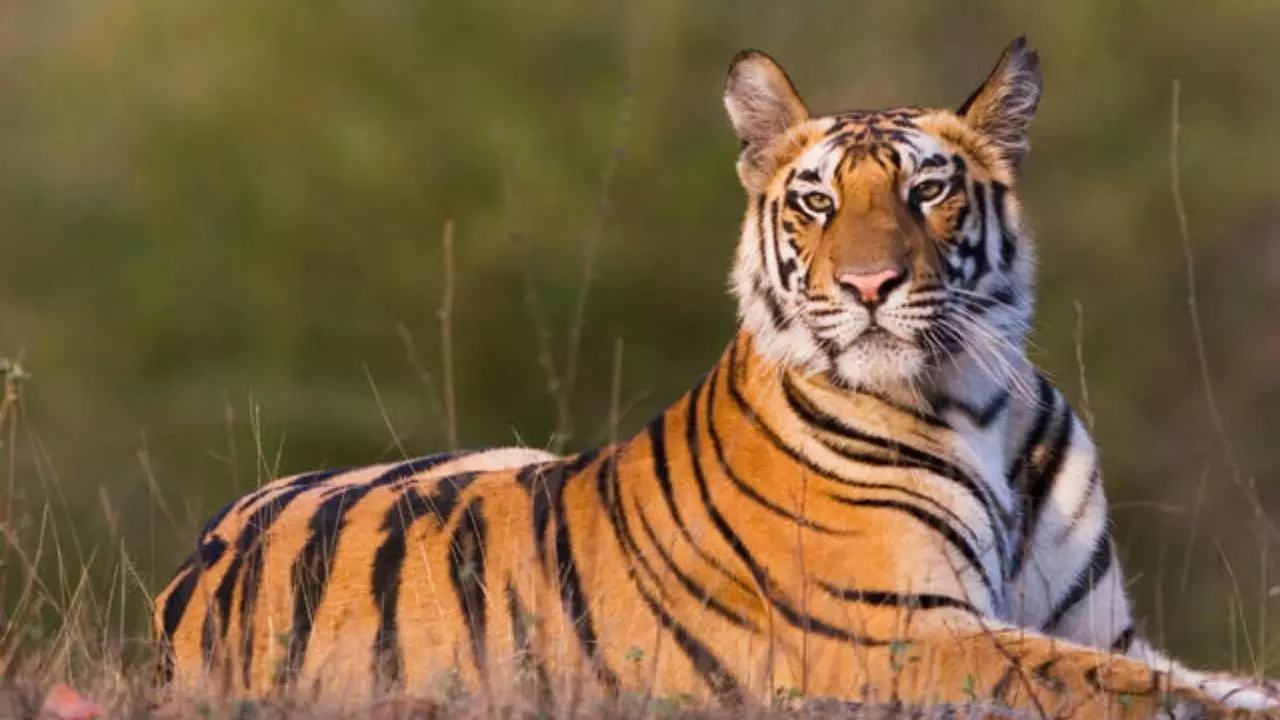 UP: आखिर डेढ़ साल से यह टाइगर लोगों को क्यों बना रहा था निशाना? पटाखों और हॉर्न के शोर ने बताई वजह