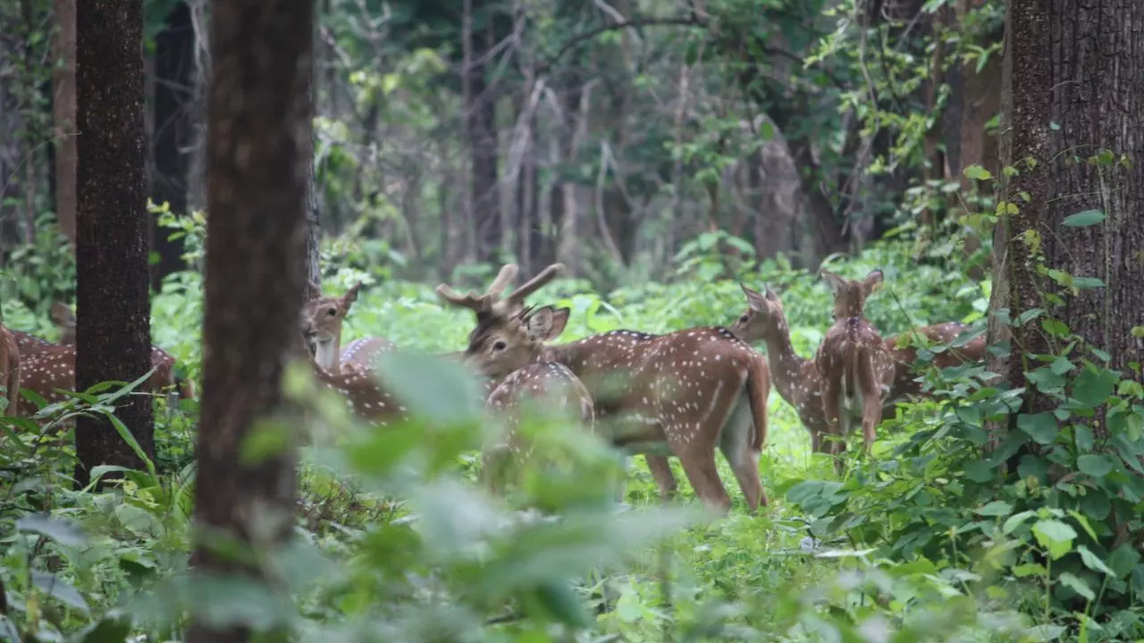 बिलासपुर के जंगल में बढ़ी वन्य प्राणियों की संख्या, वन विभाग ने नेचर कैंप और पर्यटन कराया बंद
