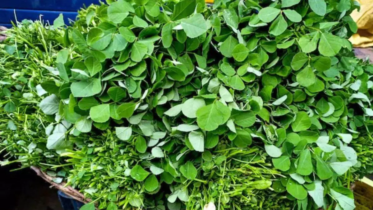 मेथी दाना ही नहीं, मेथी के पत्ते भी हैं डायबिटीज में फायदेमंद