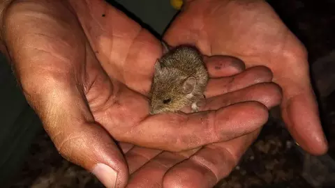 लापरवाही की मिली सजा, चूहे ने बच्चे को काटकर किया अपंग, पैरेंट्स को हुई 14 साल की जेल