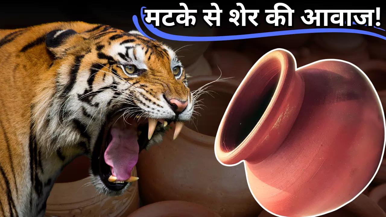 मटके के अंदर से बोल रहा शेर! चर्चा का विषय बना लाल मटका, जानिए इसका रहस्य