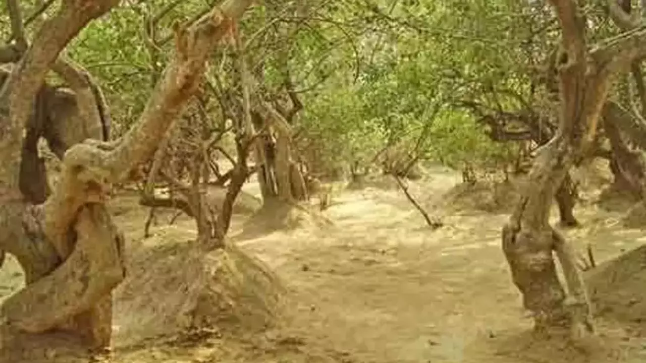 Nidhivan: जानें वृंदावन का रहस्यमय जगह, जहां राधा-कृष्ण की लीलाएं आज भी हैं जीवंत!