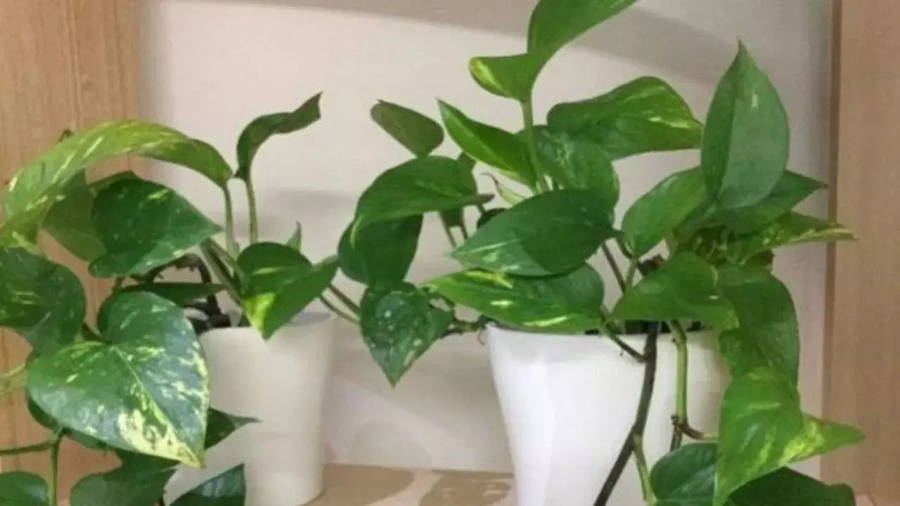 सावधान! Money Plant लगाने में इन गलतियों से बचें, वरना हो सकता है आर्थिक नुकसान!