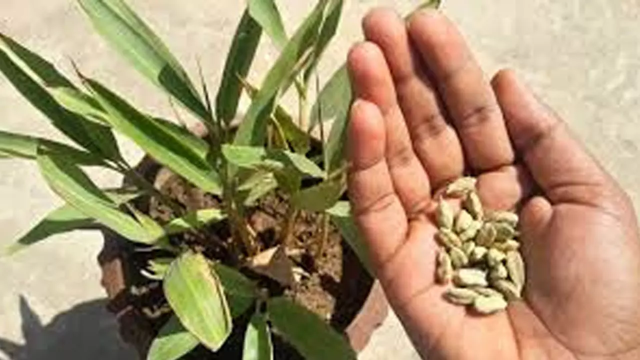 चुटकी भर इलायची चमका सकती है आपका चेहरा, जानें तरीका