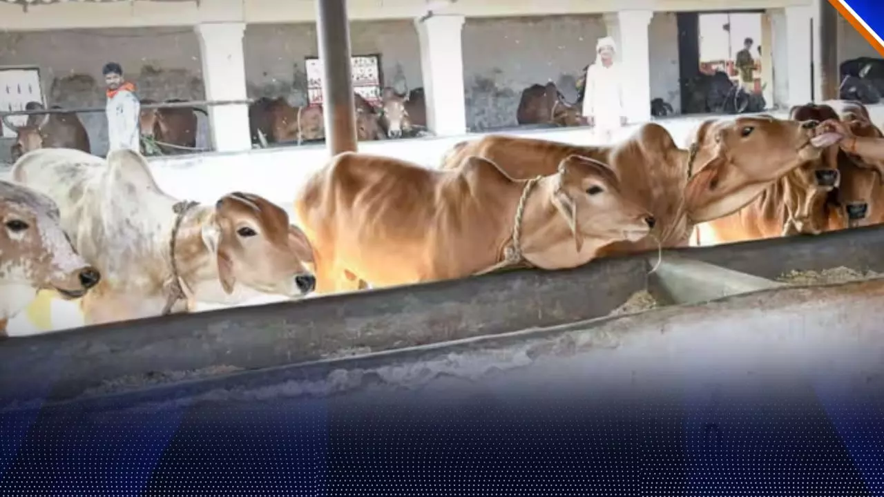 गौशाला में लेटिए और कैंसर भगाइए... यूपी के मंत्री के बेतुके दावे पर सोशल मीडिया में मचा घमासान