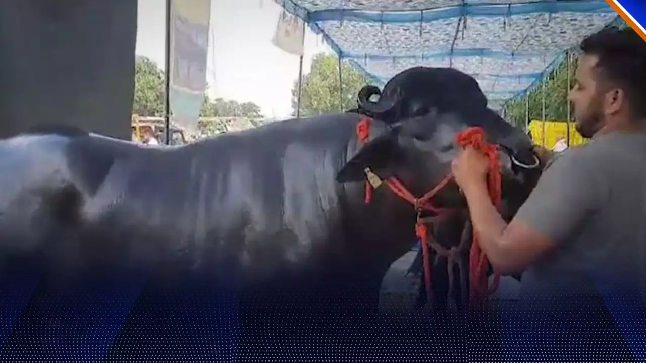 23 करोड़ के अनमोल, 20 के विधायक, 1500 रुपये से ज्‍यादा है इनका रोज का खर्चा