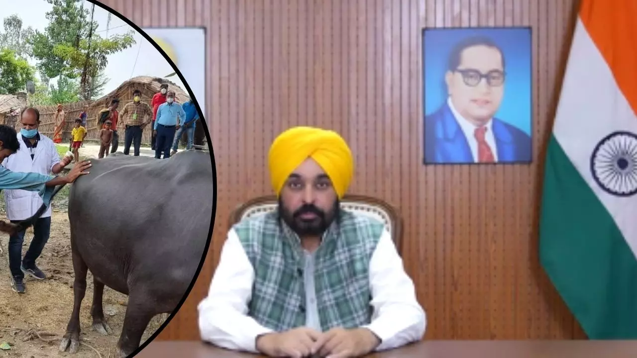 पंजाब की मान सरकार पशुओं के लिए चला रही टीका अभियान, 65 लाख से अधिक वैक्सीन कराई गई उपलब्ध