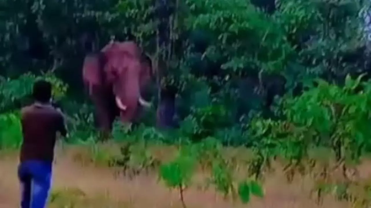 जान देकर चुकानी पड़ी सेल्फी की कीमत, महाराष्ट्र में जंगली हाथी ने युवक को कुचल डाला जान देकर चुकानी पड़ी सेल्फी की कीमत, महाराष्ट्र में जंगली हाथी ने युवक को कुचल डाला