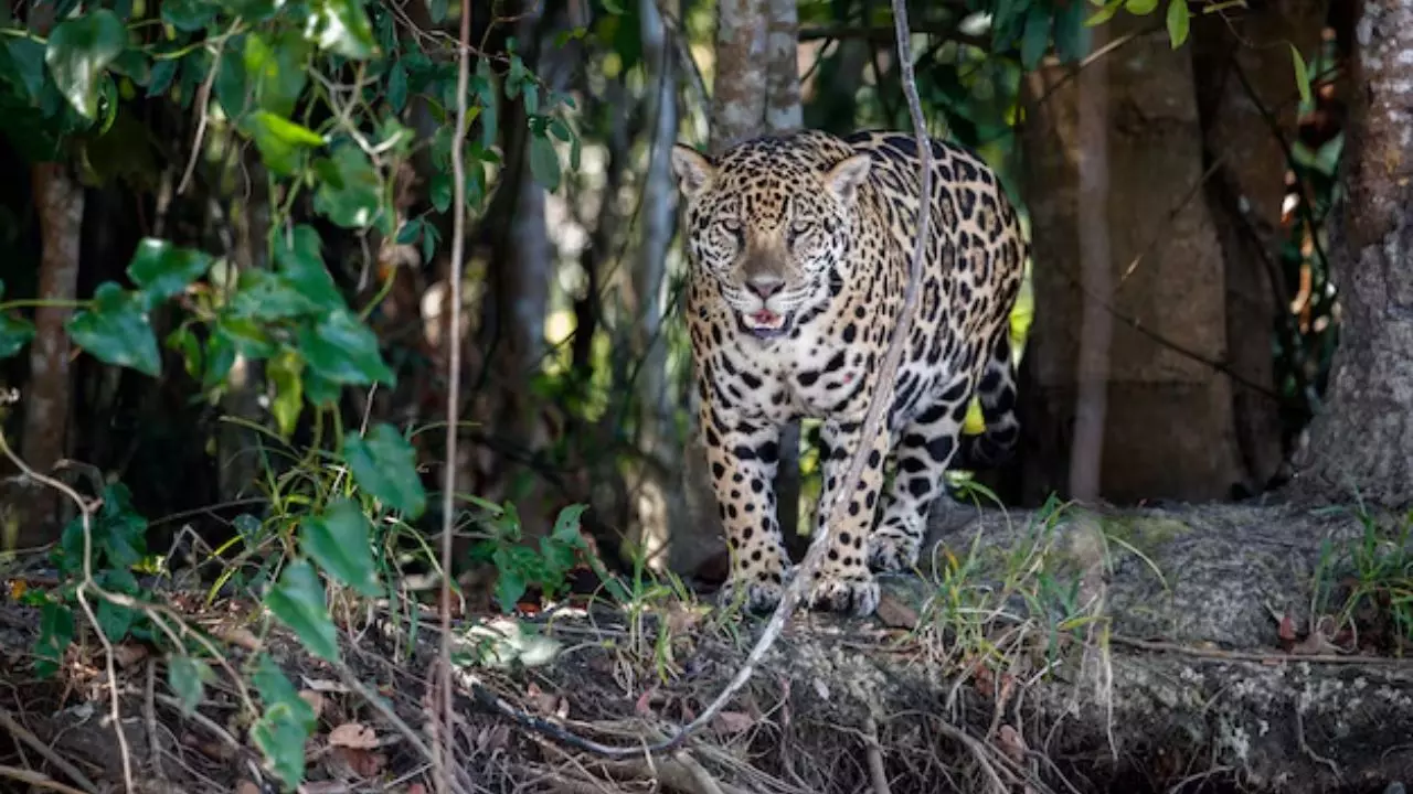 उत्तराखंड के इन जिलों में फैला तेंदुए का आतंक, अगले 3 दिनों तक कई स्कूलों रहेंगे बंद
