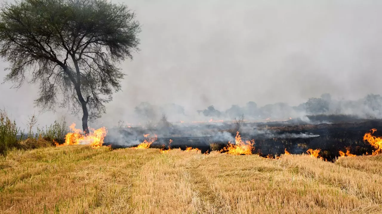 पंजाब में पराली जलाने के मामले में 16 फीसदी गिरावट, मुख्यमंत्री भगवंत मान के फैसले का दिखा असर