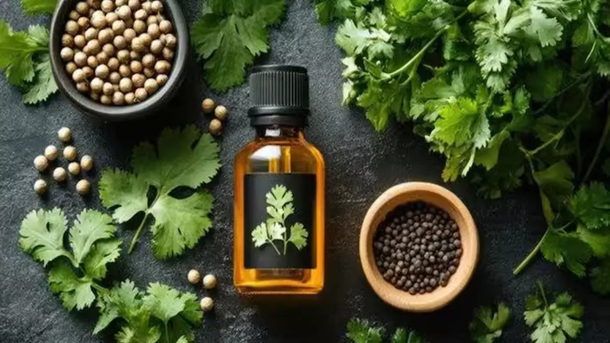 पेट की समस्याओं की छुट्टी करेगा धनिया का तेल, ऐसे करें सेवन