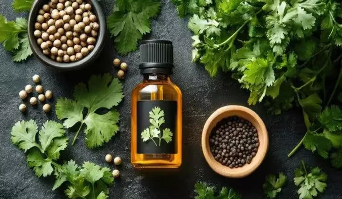 पेट की समस्याओं की छुट्टी करेगा धनिया का तेल, ऐसे करें सेवन