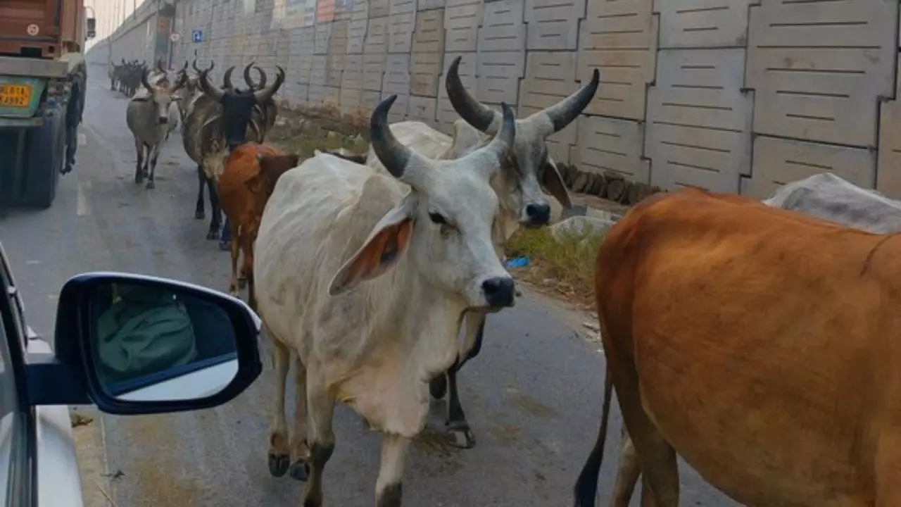गायों को आवारा नहीं अब इस नाम से पुकारा जाएगा, राजस्थान सरकार ने लगाई रोक