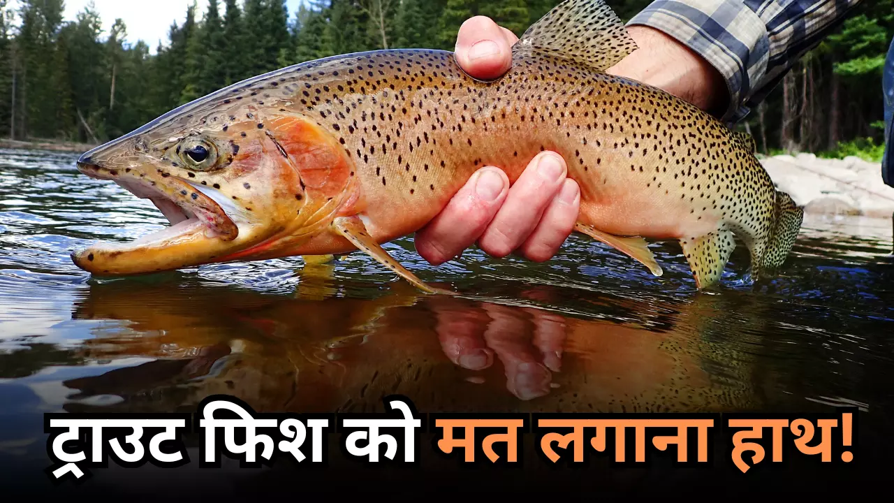 ट्राउट फिश में क्या है खास? हिमाचल सरकार ने इस मछली के मारने पर लगाया बैन