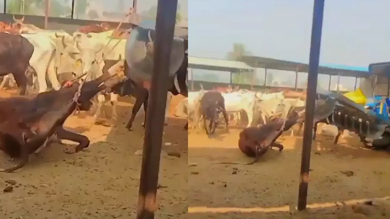 UP News: जिंदा गाय को ट्रैक्टर से बांधकर घसीटने का वीडियो वायरल, दर्ज हुई FIR