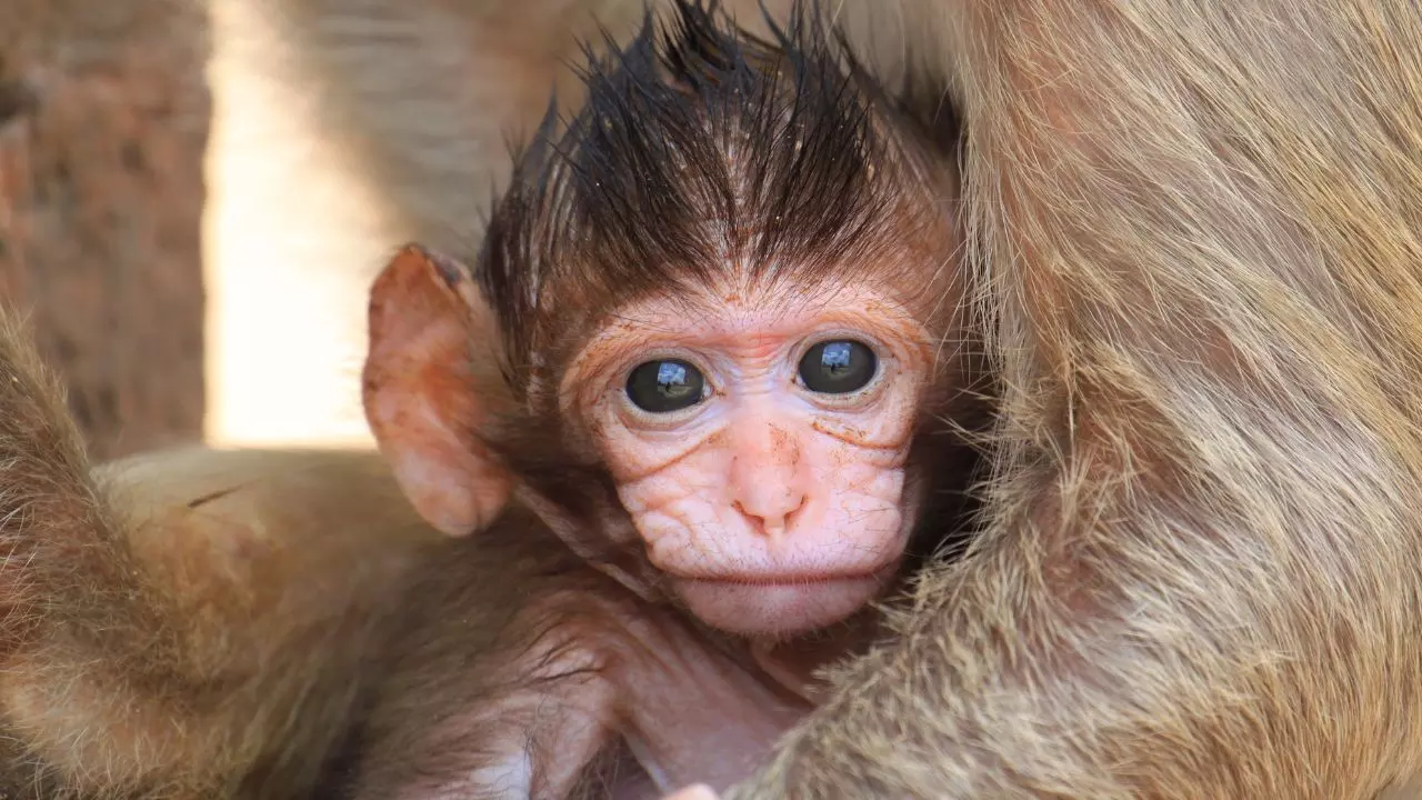 बंदर से डॉक्टर का अनोखा प्रेम! मद्रास हाईकोर्ट ने दी Baby Monkey से बात करने की परमिशन