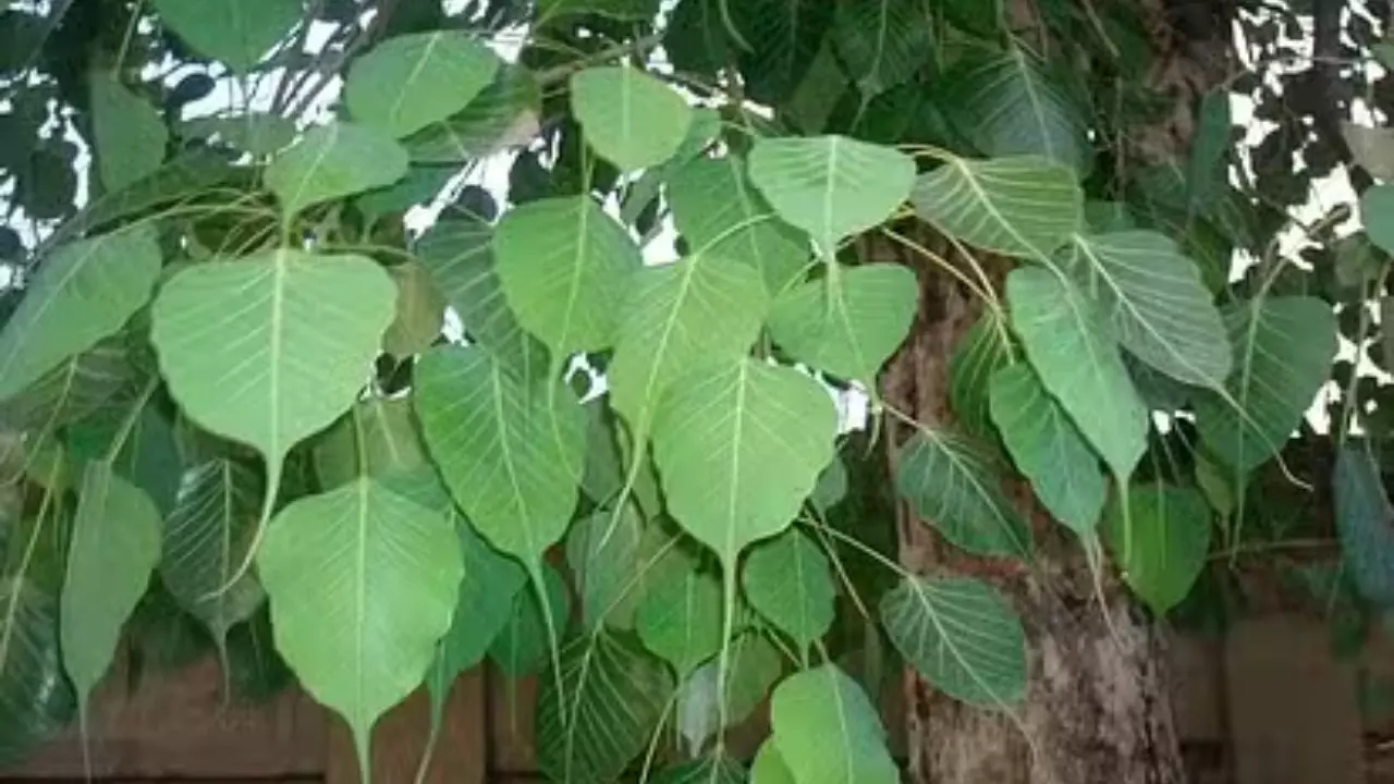 शनिवार को करें पीपल की पूजा जानें ये खास नियम, जो दिला सकते हैं शनिदेव की कृपा