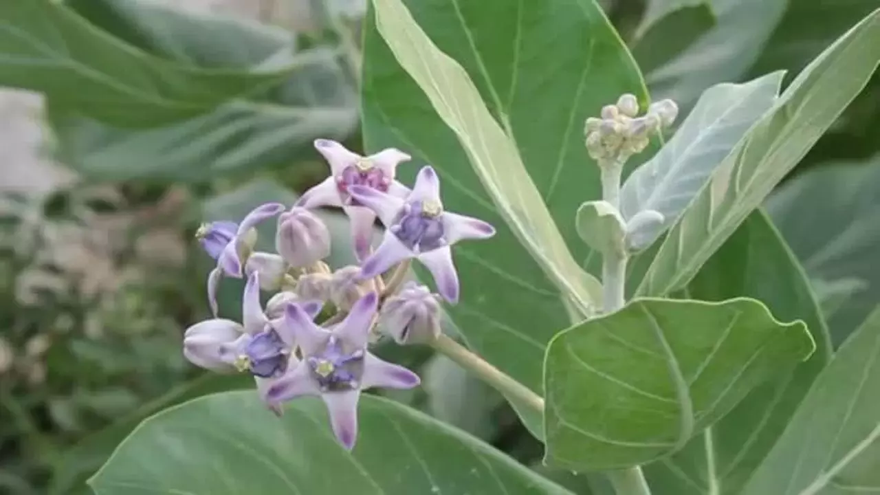 Aak Plant Upay: आक का पौधा घर में लगाना है शुभ या अशुभ? जानें वास्तु के महत्वपूर्ण सुझाव