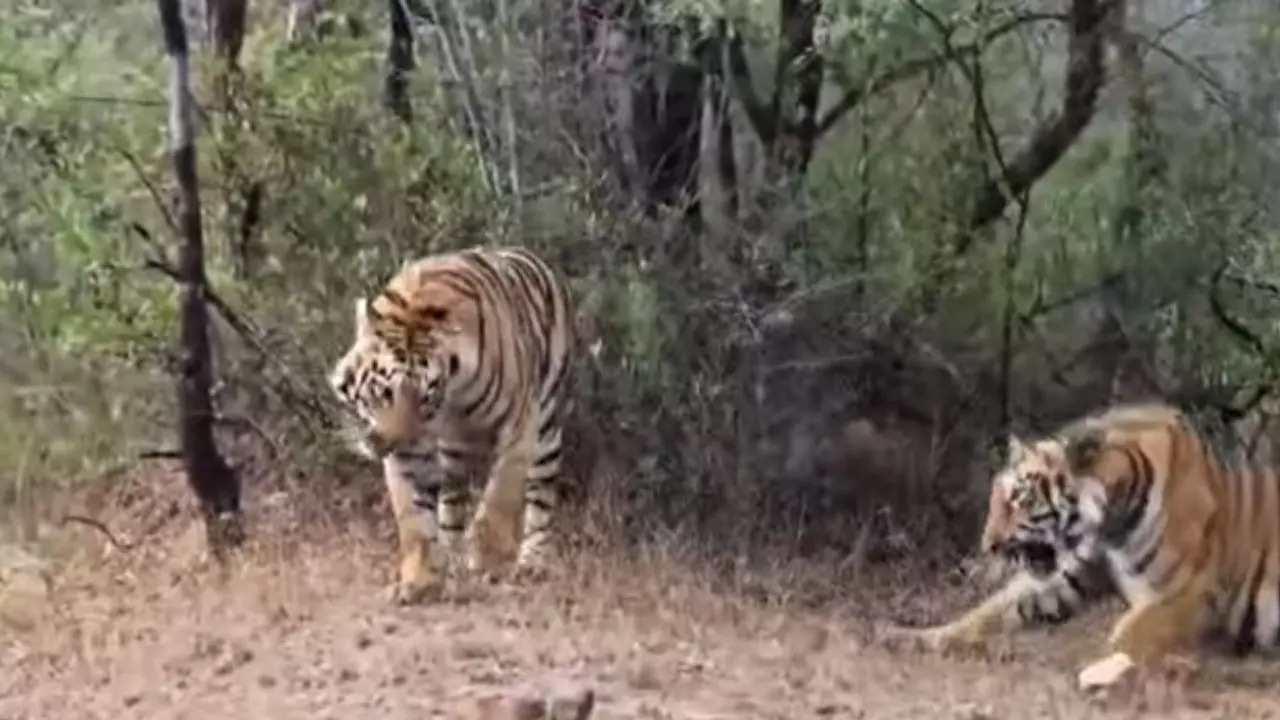 Video: महाराष्ट्र में 2 बाघिनों की हुई जबरदस्त लड़ाई, सफारी पर गए लोग नजारा देख रह गए दंग