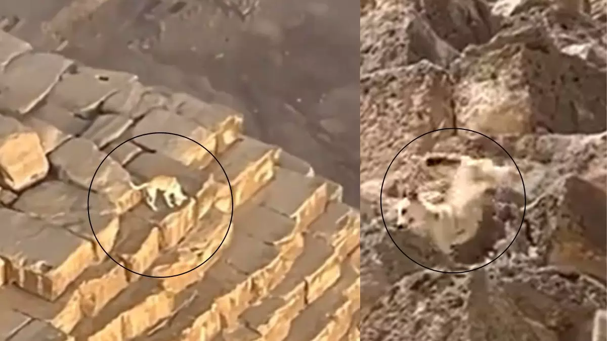 गीजा के पिरामिड की चोटी पर चढ़ गया कुत्ता, लोगों ने कहा Anubis जैसा; Video वायरल