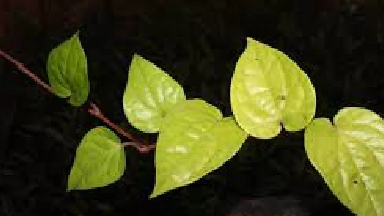 शुगर, कोलेस्ट्रॉल जैसे इन 5 गंभीर बीमारियों के लिए काल इस पत्ते का काढ़ा, आजमानें पर मिलेगा फायदा