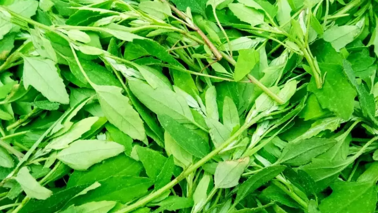 सर्दियों में जरूर पिंए बथुआ का पानी, मिलेंगे ये शानदार फायदे