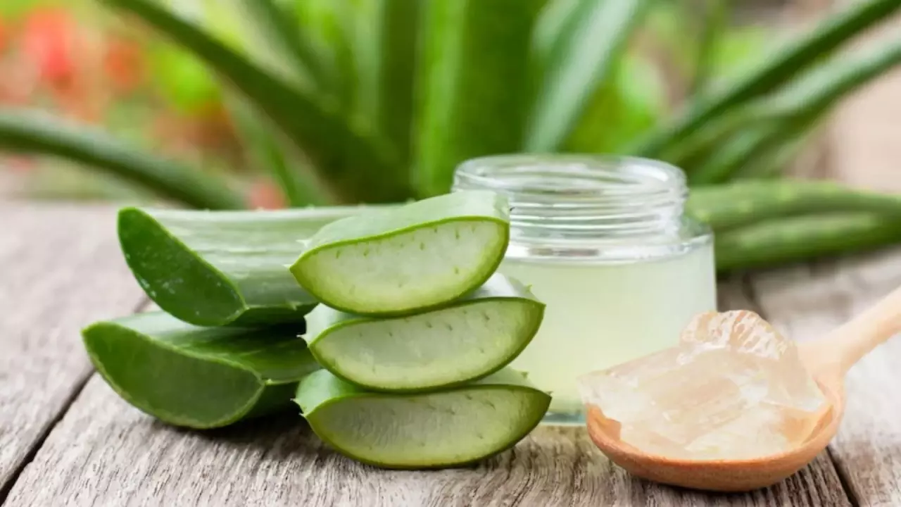 एलोवेरा में ये चीजें मिलाकर बालों पर लगाएं, डैंड्रफ से मिलेगा छूटकारा