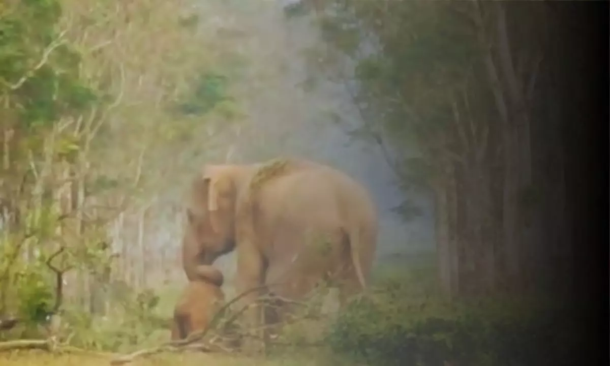 लाख कोशिशों के बाद भी नहीं जागा बच्चा, सूंड से उठाकर ले गई हथिनी; Video वायरल लाख कोशिशों के बाद भी नहीं जागा बच्चा, सूंड से उठाकर ले गई हथिनी; Video वायरल