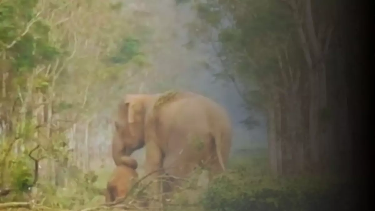 लाख कोशिशों के बाद भी नहीं जागा बच्चा, सूंड से उठाकर ले गई हथिनी; Video वायरल