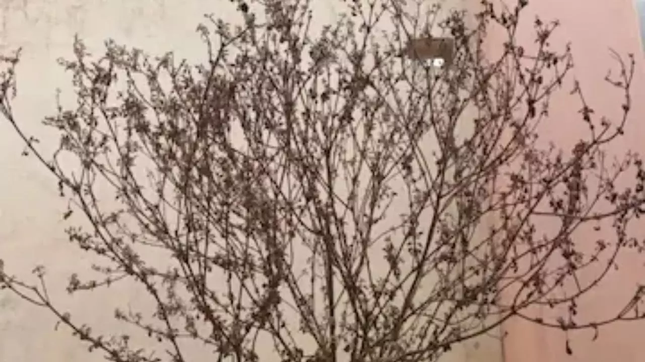 सूखी तुलसी के करें ये 3 आसान उपाय, पाएं मां लक्ष्मी और भगवान विष्णु का आशीर्वाद