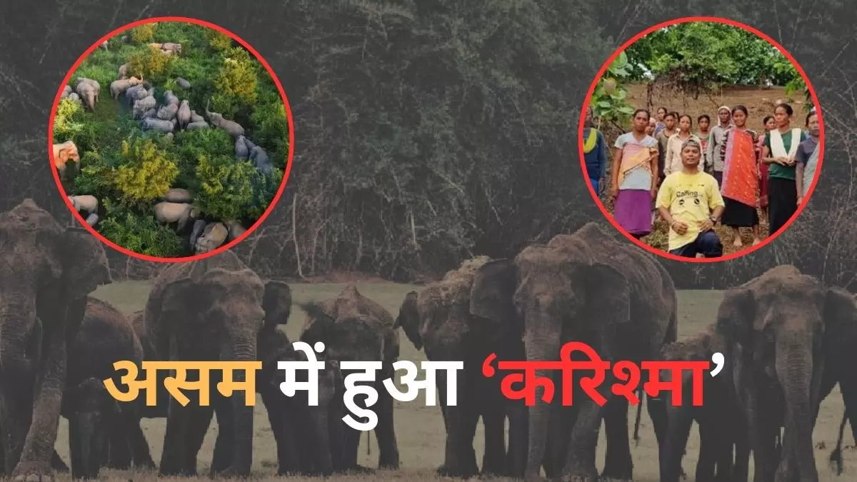 कभी पूरी फसल खा जाते थे हाथी, अब हुई उम्मीद से ज्यादा पैदावार; गांव के लोगों ने कैसे किया यह करिश्मा?