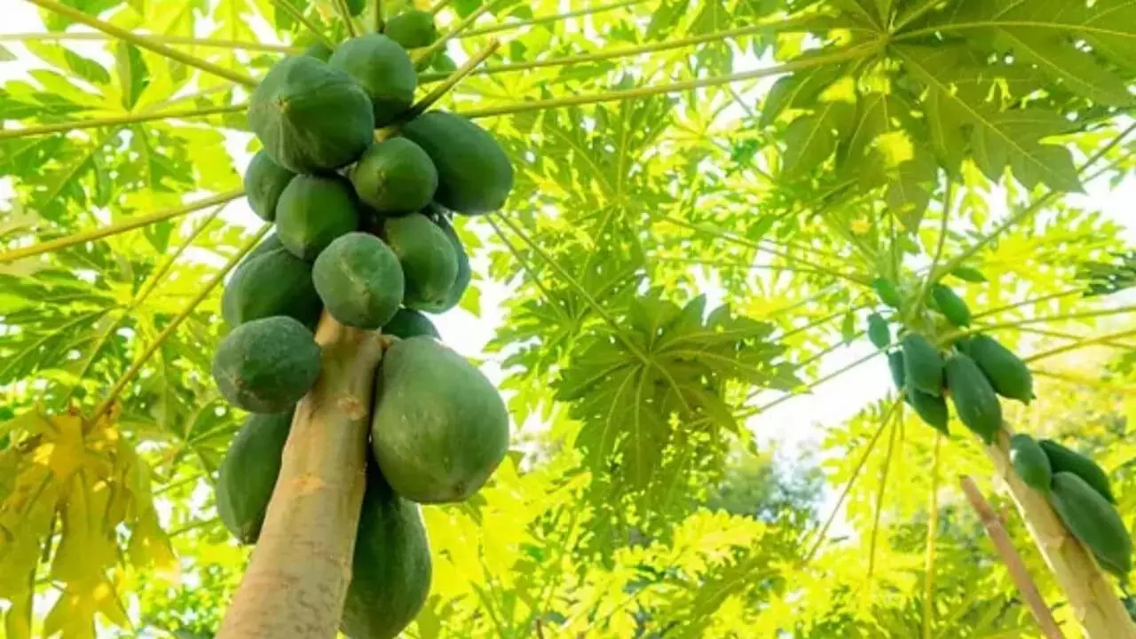 घर के सामने पपीते का पेड़ हो सकता है अशुभ, टूट पड़ता है परेशानी का पहाड़, जानें क्या कहता है वास्तु शास्त्र