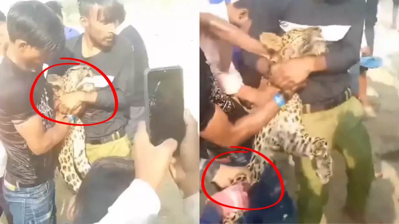 Maharajganj News: तेंदुए की मौत का कातिल कौन? वन विभाग ने शव का किया पोस्टमार्टम