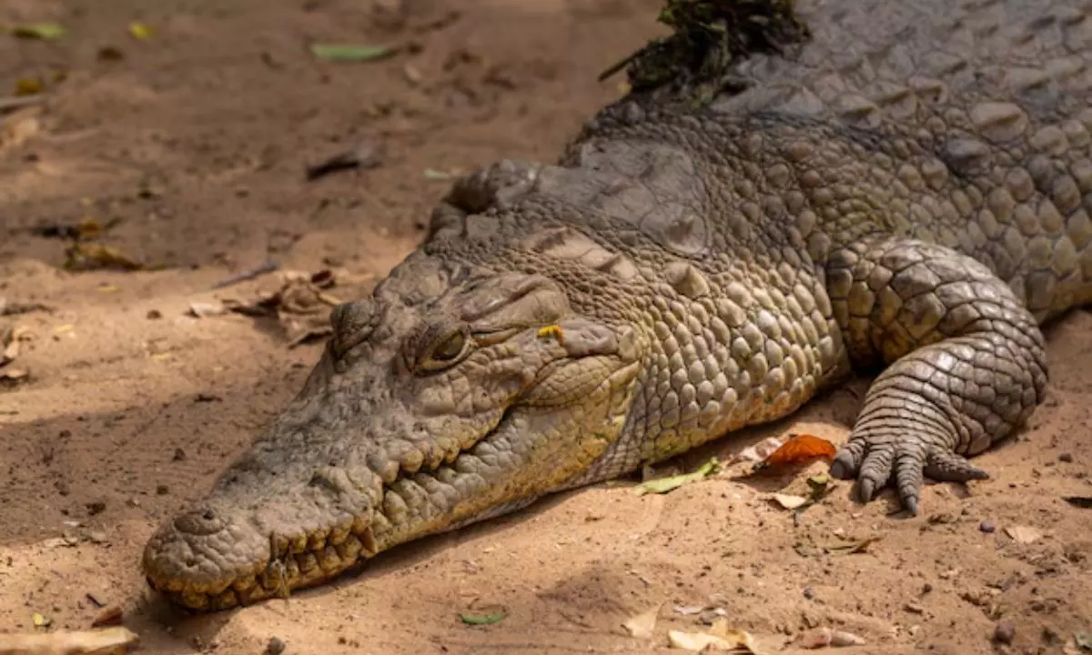 कौन मार रहा मगरमच्छ को? 6 दिन में चार रहस्यमयी मौत का क्या है राज!