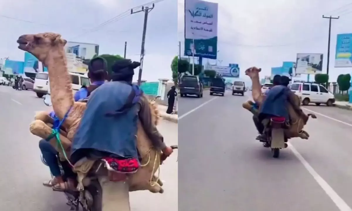 बाइक पर ऊंट को बैठाने का सोशल मीडिया पर वायरल हो रहा वीडियो, लोगों ने कहा- अरे मोरी मईया