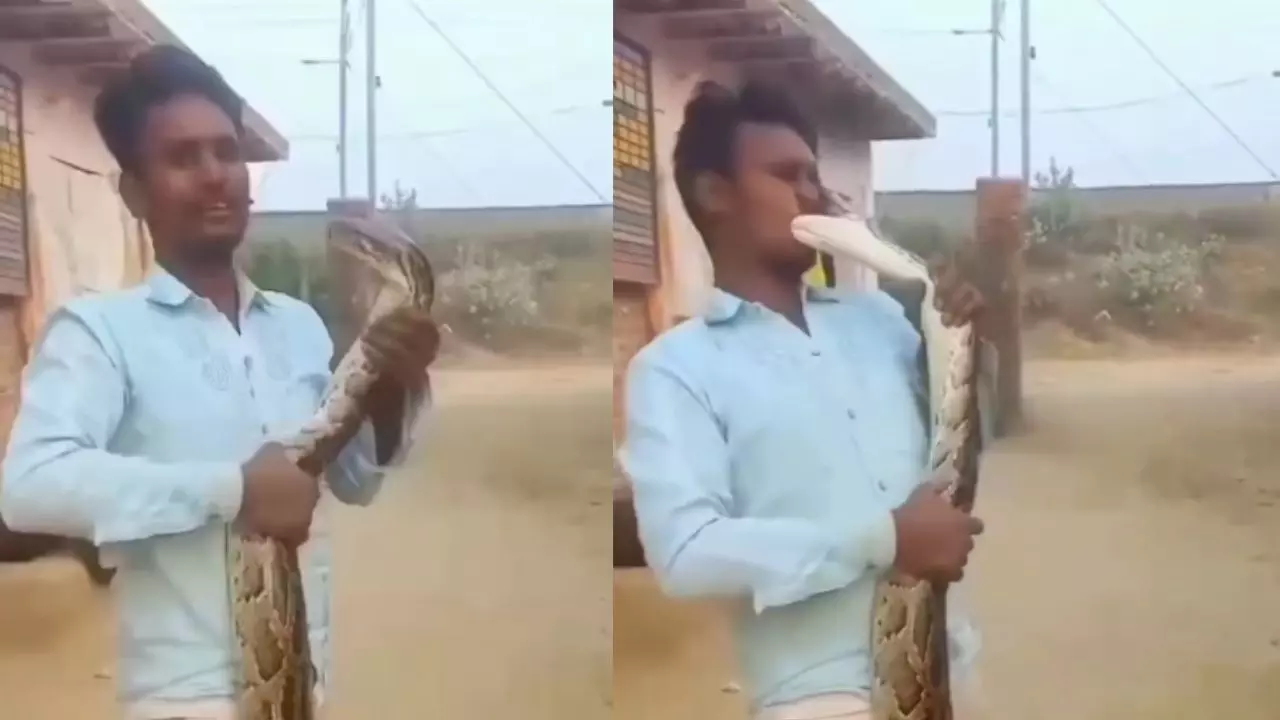 किस करने की कोशिश कर रहा था शख्स, अजगर ने मिस नहीं किया मौका; रोंगटे खड़े करने वाला Video वायरल