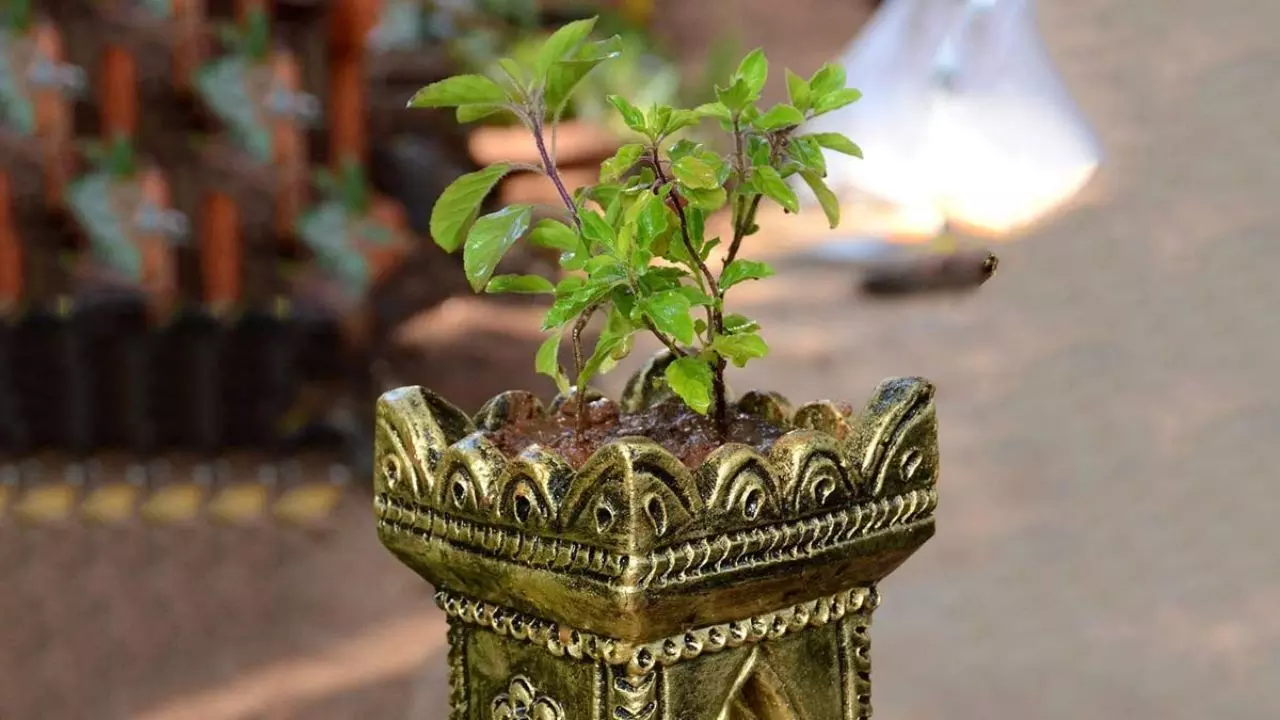 आखिर क्रिसमस के दिन ही क्यों मनाया जाता है तुलसी पूजन दिवस? जानें हिंदू धर्म में इस दिन का खास महत्व आखिर क्रिसमस के दिन ही क्यों मनाया जाता है तुलसी पूजन दिवस? जानें हिंदू धर्म में इस दिन का खास महत्व