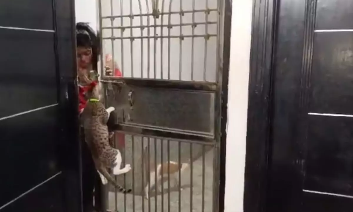 गाजियाबाद की बिल्ली ने खोला दरवाजा, सोशल मीडिया पर लोगों ने कहा- ये गेट भी...|VIDEO