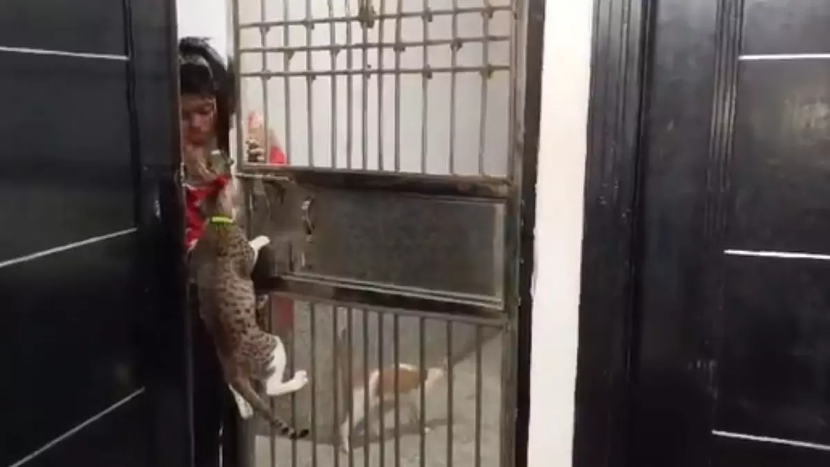 गाजियाबाद की बिल्ली ने खोला दरवाजा, सोशल मीडिया पर लोगों ने कहा- ये गेट भी...|VIDEO