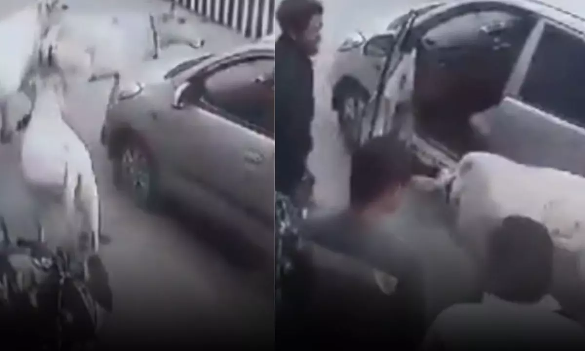 कार के नीचे फंसा बछड़ा, गायों ने गाड़ी का किया पीछा, वीडियो हुआ वायरल