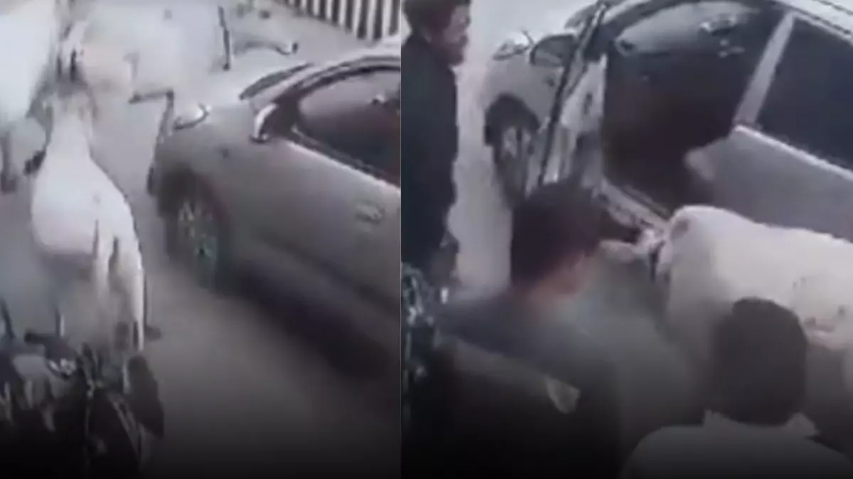 कार के नीचे फंसा बछड़ा, गायों ने गाड़ी का किया पीछा, वीडियो हुआ वायरल