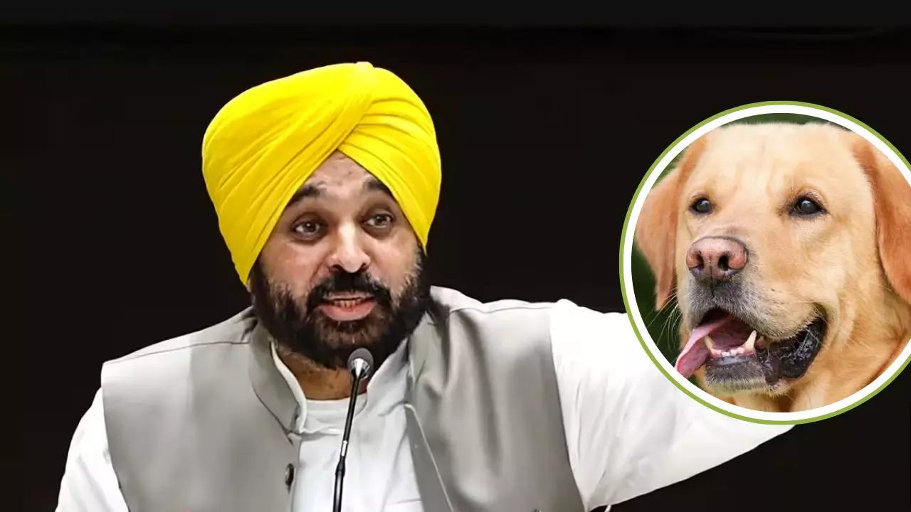 मान सरकार ने जानवरों के लिए उठाया अनोखा कदम, पंजाब में जल्द शुरू होंगे 6 पशु अस्पताल मान सरकार ने जानवरों के लिए उठाया अनोखा कदम, पंजाब में जल्द शुरू होंगे 6 पशु अस्पताल