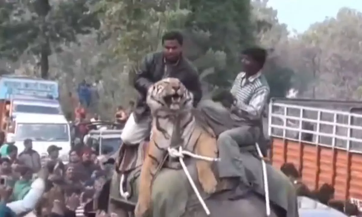 हाथी के ऊपर बाघ को घुमाने का वीडियो एक बार फिर वायरल, उठ रहे ये सवाल